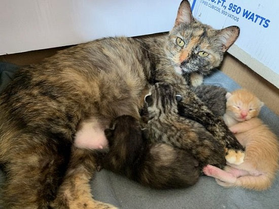わが家のにゃんこシリーズ🐈🐈🐈