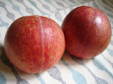 ★Dinosaur Egg Plumcot★